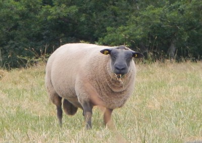 Mouton mâle.jpg