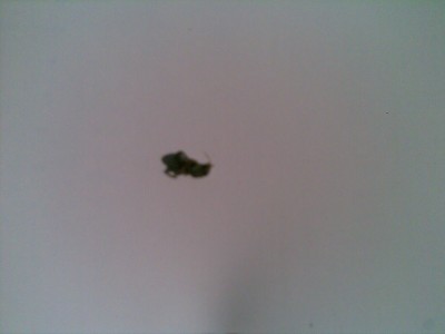 une guepe