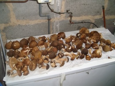 cepes 002.JPG