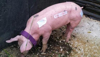 20130608_204538-1.jpg