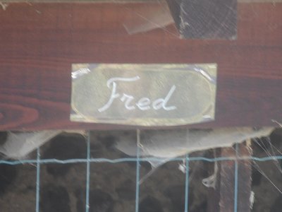 Fred le vautour