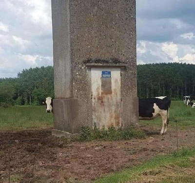 expert en vache - limousine.jpg