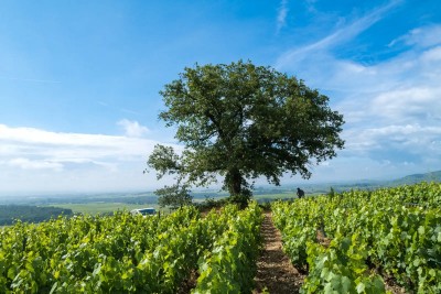 Cote-du-Py-Morgon.jpg