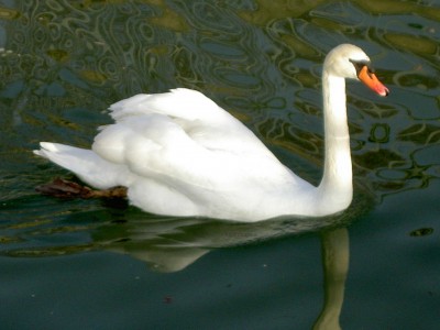 cygne.jpg
