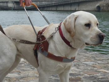chienguide3.jpg