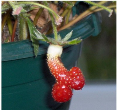 fraise.jpg
